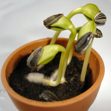 Introducing a Spring Germination Fast